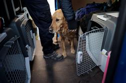Slovenski reševalni pes v Turčiji poškodovan