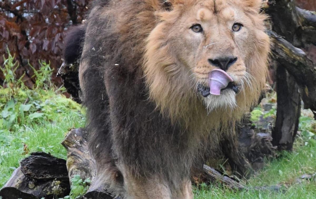 Lev Ljubljana ZOO | Raman bo potreboval nekaj časa, da se privadi na novo okolje in družbo, zato bo v prihodnjih dneh obiskovalcem najprej na ogled v notranjem razgledišču, proti koncu meseca pa tudi že v zunanjem. | Foto STA