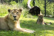 levinja, ZOO Ljubljana