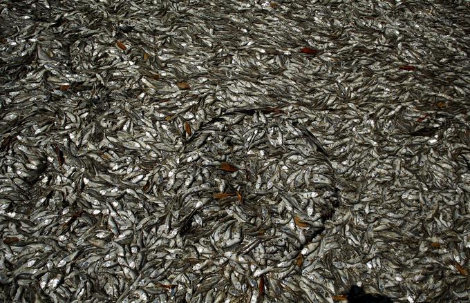 Zastrupitev rib, Puntarenas, Kostarika.   | Foto: Reuters