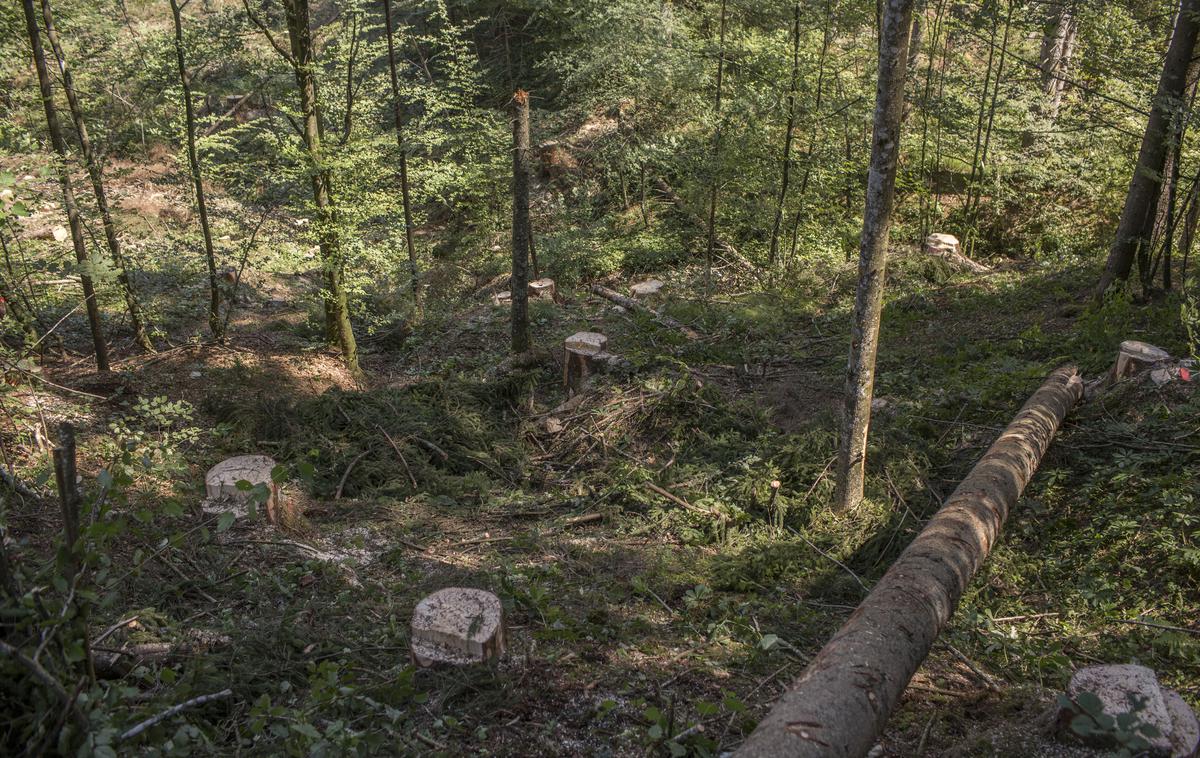lubadar Bled Bohinj gozd sečnja | Kljub pomoči je moški na kraju nesreče podlegel poškodbam. | Foto Matej Leskovšek