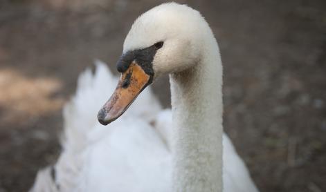 Enega najhitrejših vlakov na svetu ustavil labod