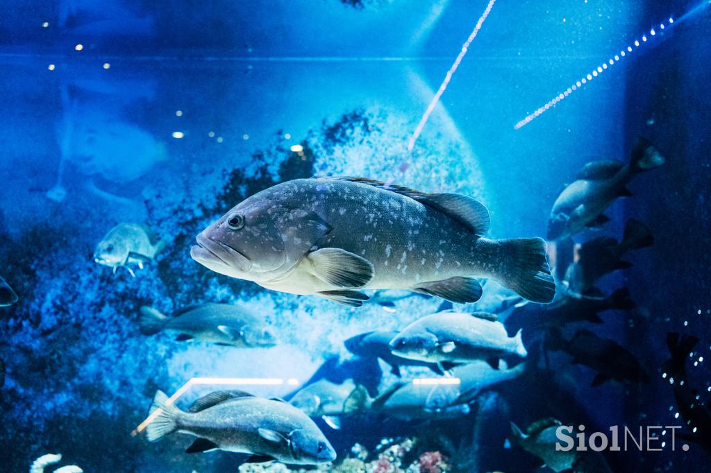 McDonald's, Akvarij Piran