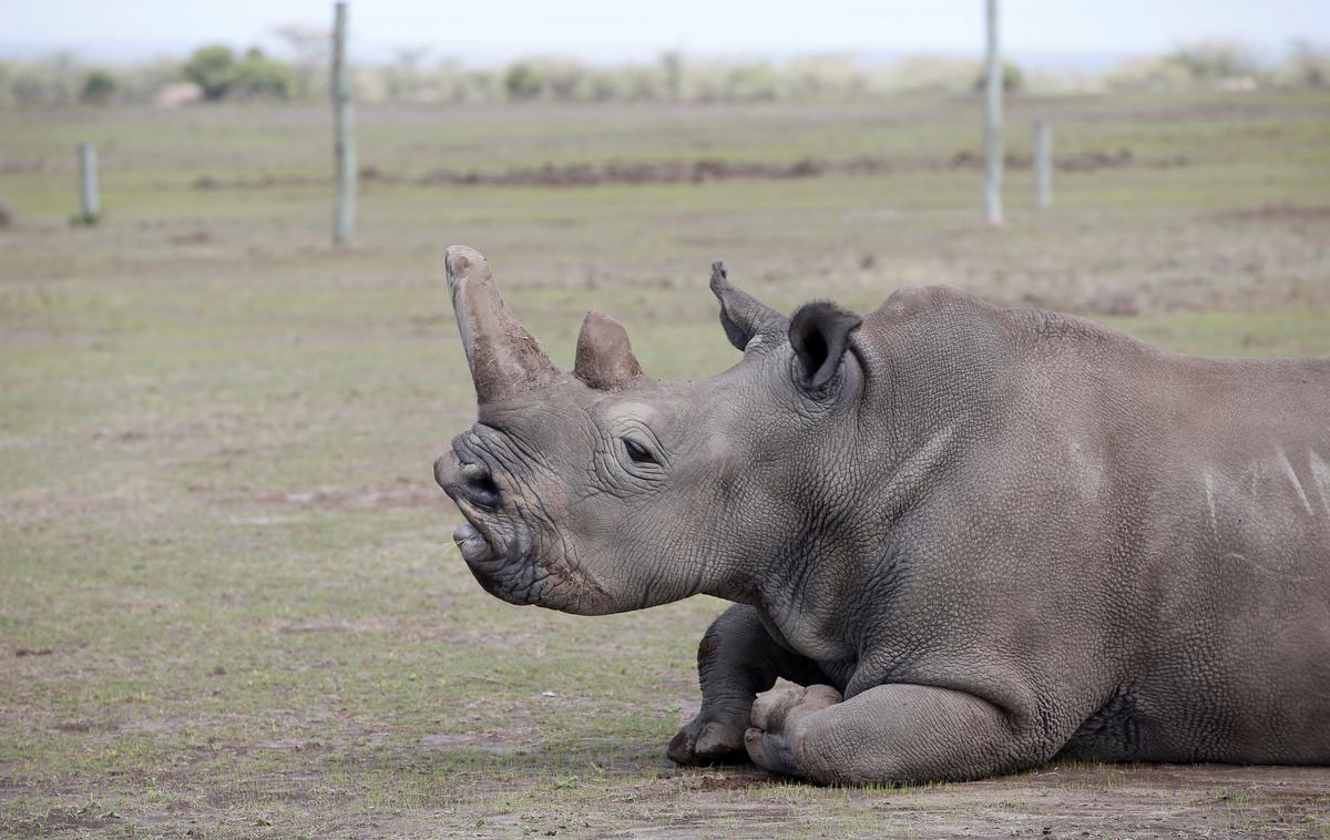 beli nosorog | Foto Reuters