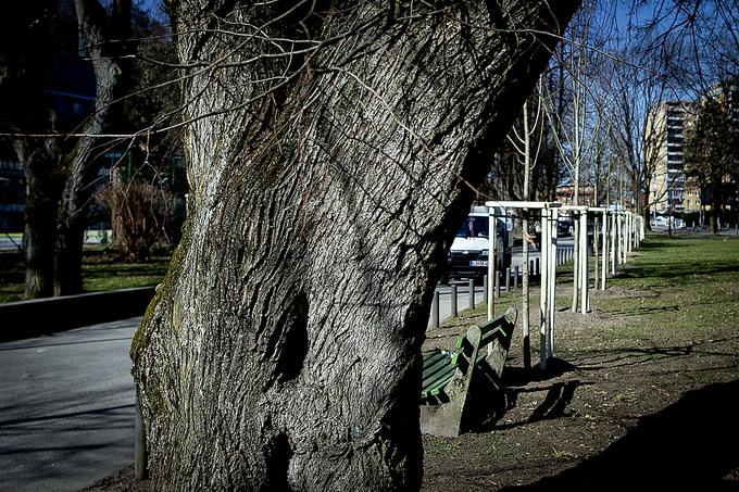 Cekinovemu drevoredu so zasnovo dvojnega križa dodelili že pred skoraj 200 leti, morda pa kar 270 let pred današnjim časom. | Foto: Ana Kovač