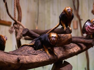 Na letališču v Mumbaju aretirali tihotapca opic