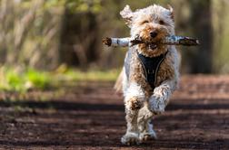 V Celju imajo velike težave