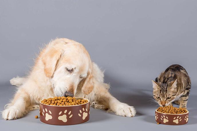 Zakaj psi in mačke ne jedo iste hrane?