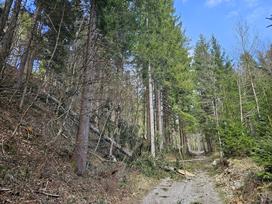 Vetrolom gozdovi