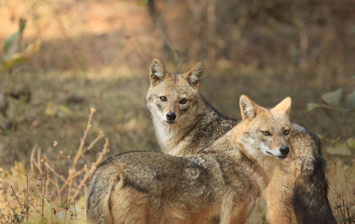 volk, žival, trop, divja žival, zver | Fotografija volkov je simbolična. | Foto Shutterstock