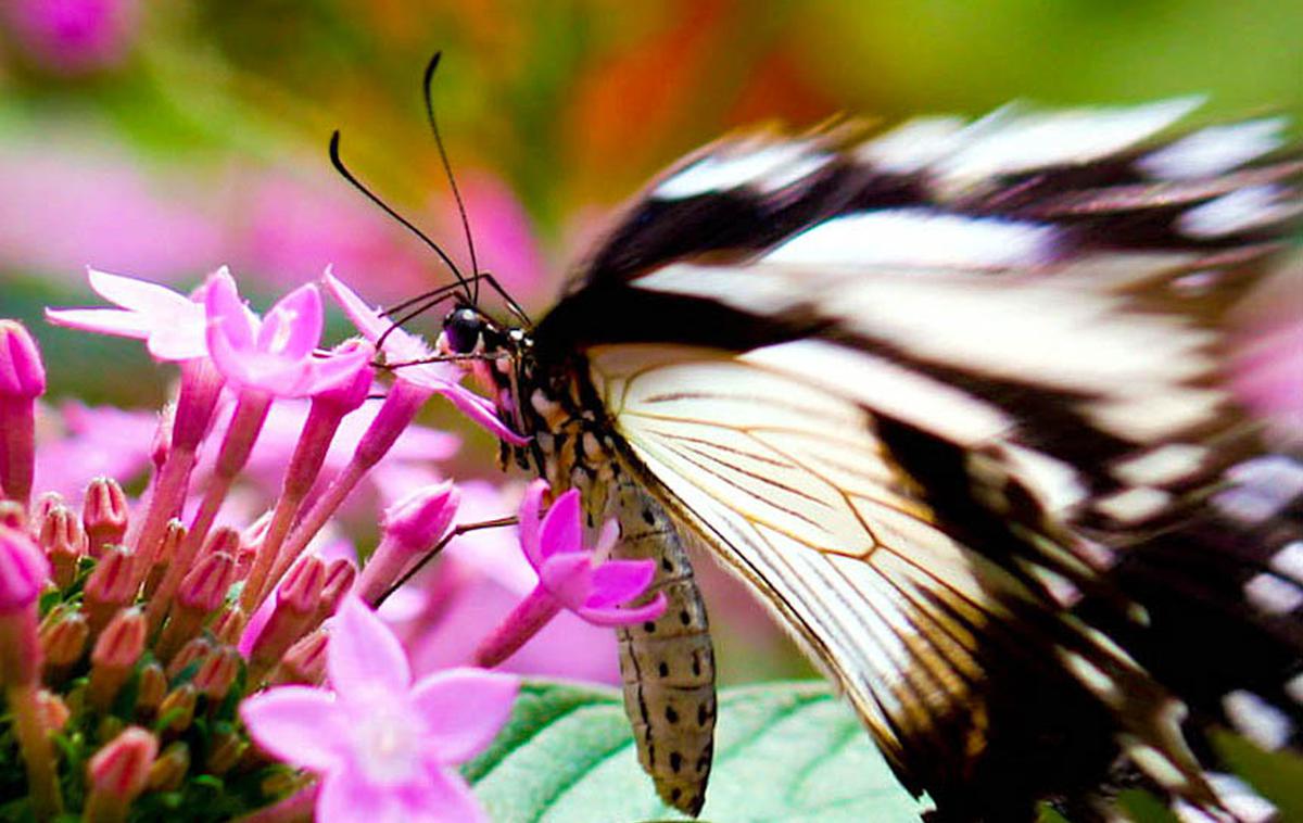 metulj, vrt | Foto Thinkstock