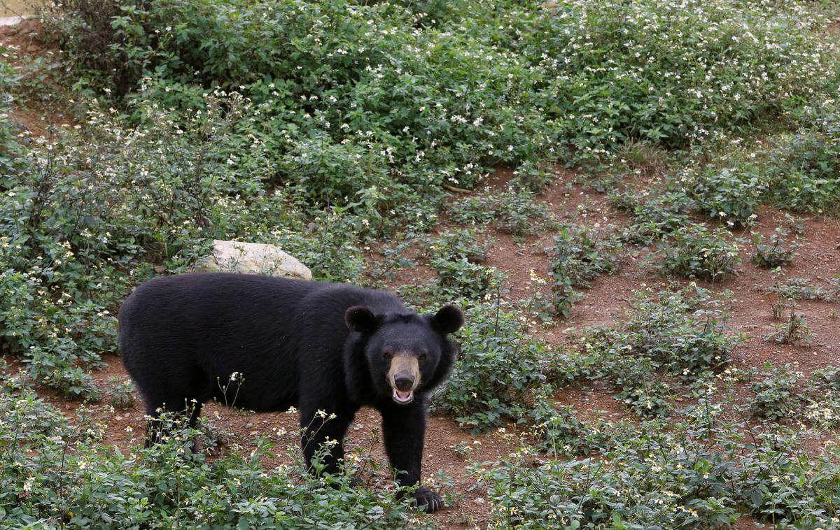 medved splošna | Fotografija je simbolična. | Foto Reuters