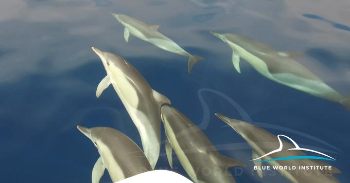 delfini | Foto: Plavi svijet