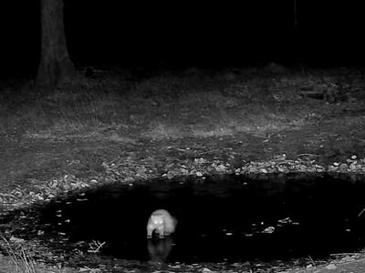 Lovska družina delila posnetek zanimivega nočnega dogajanja: mrzla noč je zamrznila kal