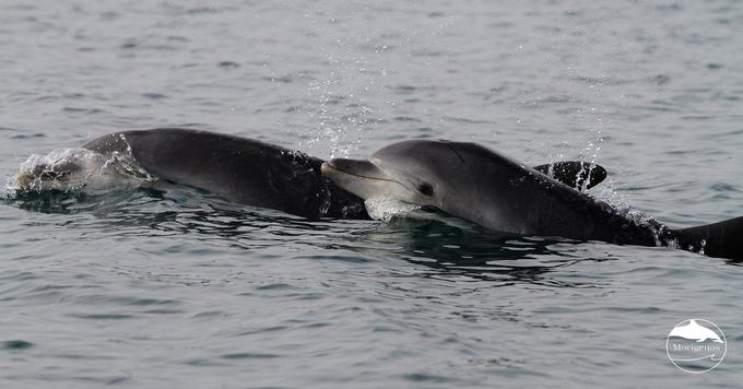 Delfini v slovenskem morju. | Foto: Morigenos