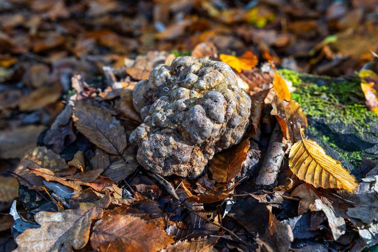 Zigante, sveži beli tartufi | Foto: Zigante tartufi