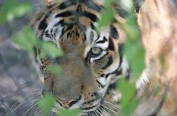 V živalskem vrtu v Koebenhavnu tigri ubili obiskovalca