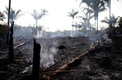Amazonski pragozd izginja v plamenih #video #foto