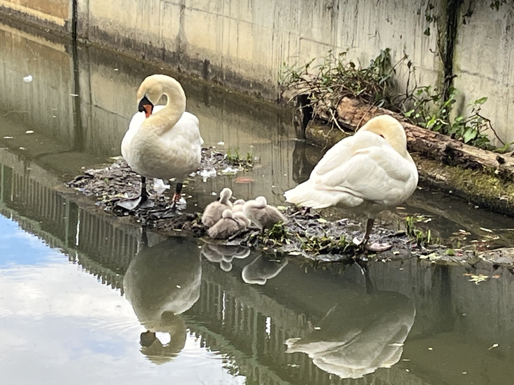 Labodja družina | Foto: Iztok Hočevar