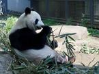 panda Shin Shin 1