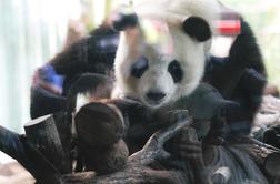 V berlinskem živalskem vrtu sta se skotila mladiča orjaške pande #video