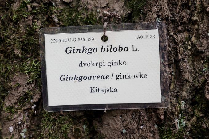 ženski primerek drevesa vrste dvokrpi ginko (Ginkgo biloba) | Foto: STA