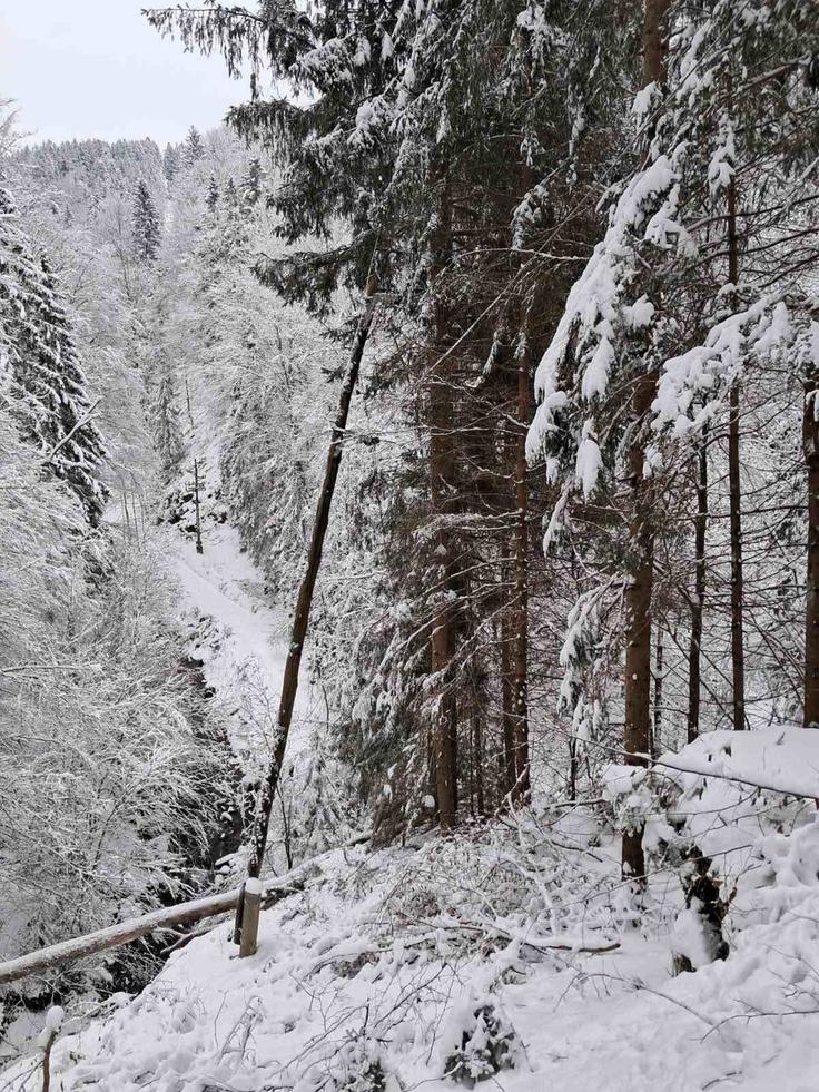 "Situacija je veliko boljša. Če spomnim, da je bilo v preteklih dneh brez električne energije več kot 70 tisoč uporabnikov, smo s skupnimi močmi ekip Elektra Maribor in ob podpori ostalih deležnikov cilj vzpostavitve oskrbe z električno energijo že dosegli," je povedala Vogrinec Burgar. | Foto: Elektro Maribor