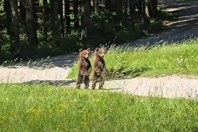 Gozdar naletel na medvedko z mladičema, en prizor ga je raznežil #video