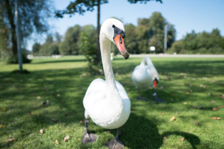 Tudi pri labodu grbcu, najdenem v občini Koper, so potrdili visoko patogeno aviarno influenco oziroma ptičjo gripo. (Fotografija je simbolična.) | Foto: STA