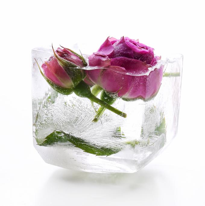zalivanje rož z ledom | Foto: Thinkstock