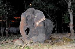 Rešeni slon po 50 letih krutega ujetništva jokal (video)