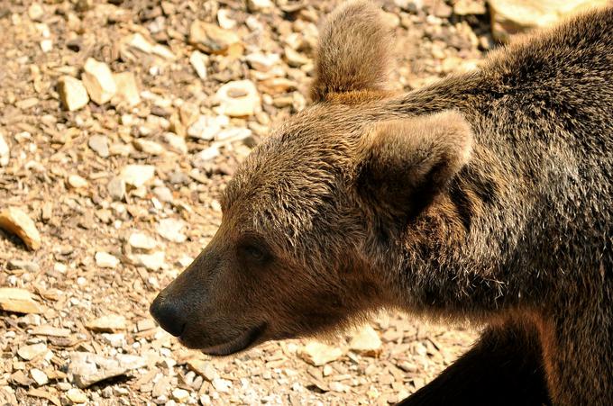 Po interventnem zakonu bi 175 od 200 medvedov, ki so predvideni za odvzem, lovci odstrelili, za 25 živali pa so predvidene izgube zaradi drugih vzrokov.  | Foto: STA ,