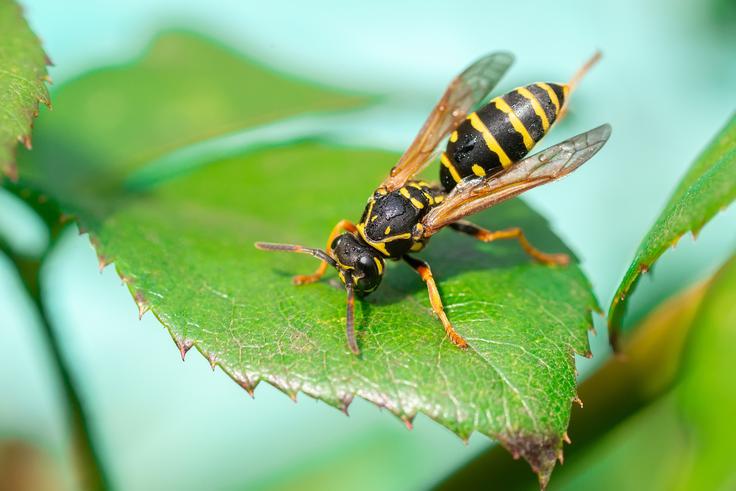 Ose privabljajo sladke snovi.
 | Foto: Shutterstock