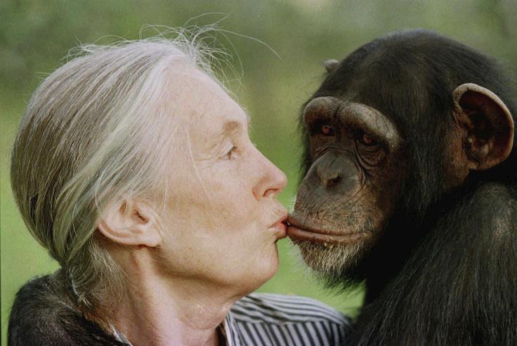 Leta 1977 je ustanovila Inštitut Jane Goodall, ki si prizadeva za zaščito vrste in podpira mladinske projekte, namenjene koristi živalim in okolju. | Foto: Guliverimage