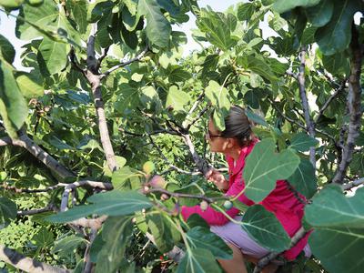 Slovenko zalotili pri kraji: preskočila ograjo in ukradla dva kilograma fig