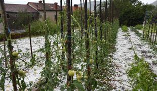 Toča na Krasu uničila vinograde in vrtove #foto #video