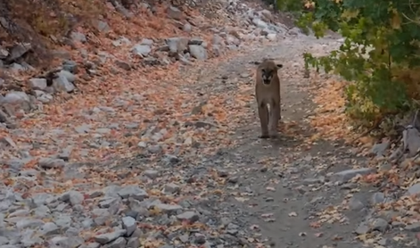 Obsežna iskalna akcija: lahko je pobegla puma ali jaguar