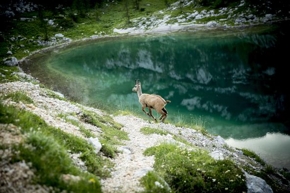 Zakaj ta žival izginja iz naših gora?