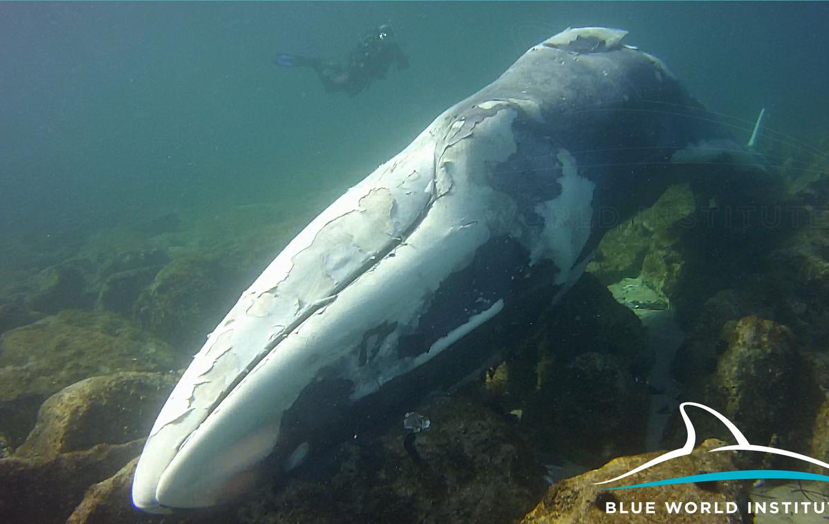 Poginuli veliki kit na Lošinju | Foto plavi-svijet.org