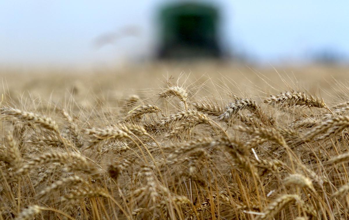 pšenica | Foto STA