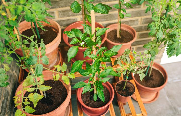 vrt, sajenje, sadike | Foto: Shutterstock