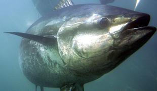 Tega tuna ne kupujte