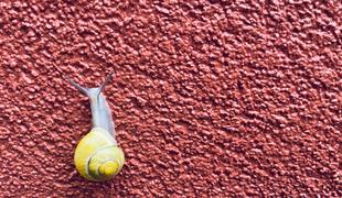 Reklamacija zavrnjena s pojasnilom: "To so polži!" Kaj zdaj?