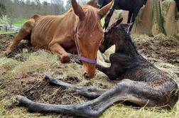 Inšpektorji o zanemarjenih konjih na Prestranku: Lastniku je primanjkovalo krme #video