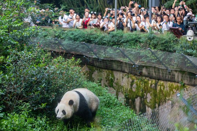 Chengdu je poznan tudi po pandah. | Foto: Guliverimage