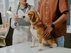 pes, beagle, veterinar