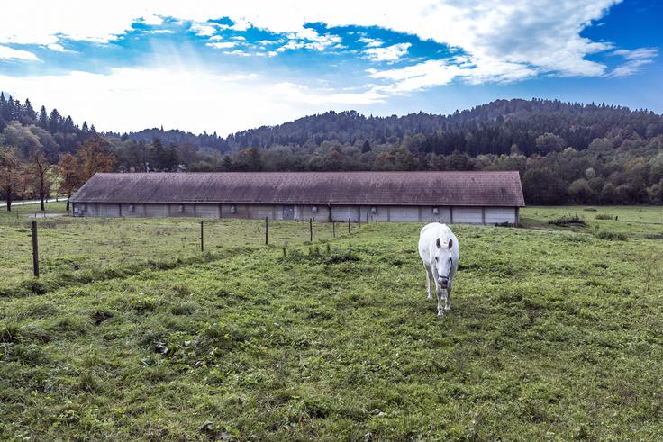 "Kako je lahko pravično, da se jim zdaj dom odvzame in jih proda na dražbi? Konji so starejši, vsaka menjava doma pa bi bila zanje izredno stresna," piše v peticiji. | Foto: Ana Kovač