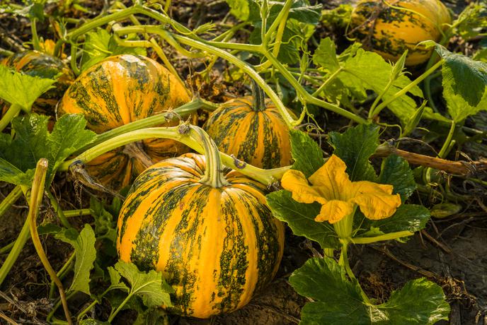 33 buč za en liter? Spoznajte najbolj cenjeno slovensko kulinarično skrivnost