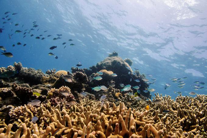 Veliki koralni greben je na Unescovem seznamu svetovne zavarovane dediščine, vendar je v zadnjih letih zaradi podnebnih sprememb, ki jih povzroča človek, zelo ogrožen. | Foto: Reuters
