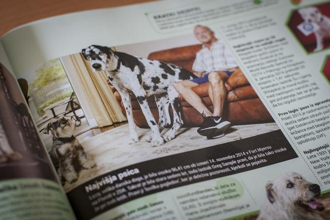 Lizzy je uradno največja psica na svetu, saj tej danski dogi manjka le nekaj centimetrov do polnega metra višine. Najbrž ni najprimernejša za manjša blokovska stanovanja. | Foto: Bojan Puhek